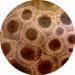 Affina Organic Towels - Hexogonaria Collection - 1