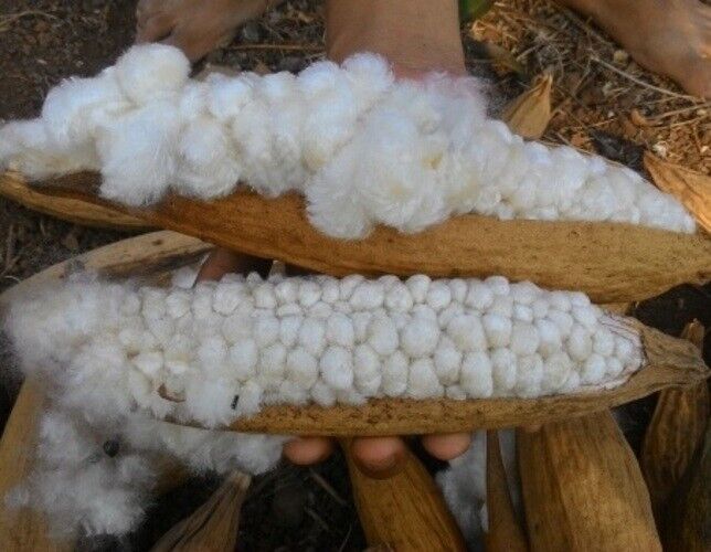 Sustainably Harvested Kapok 