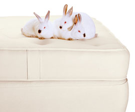 Kids Mattresses - Our full line - Organic, Pure & LOCAL