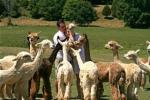 Alicia Adams Baby Alpaca Throw Blankets