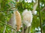 Kapok comes from the seed pods of the Ceiba Tree