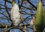 Kapok silk busts from the seed pods when ready to harvest