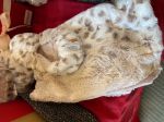 Warming Sonoma Lavender Neck and Shoulder Wrap with Footies