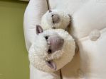 Robbie-the-Sheep-on-the-Tufted-Cloud-Mattress